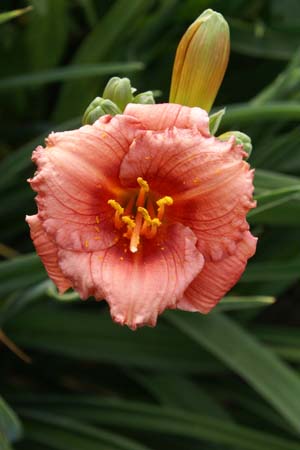Hemerocallis 'Cosmopolitan'