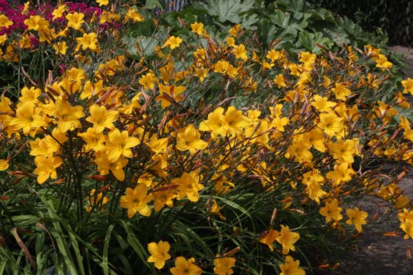 Hemerocallis 'Golden Chimes'
