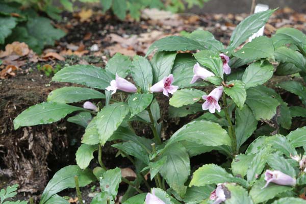 HEMIBOEA subcapitata