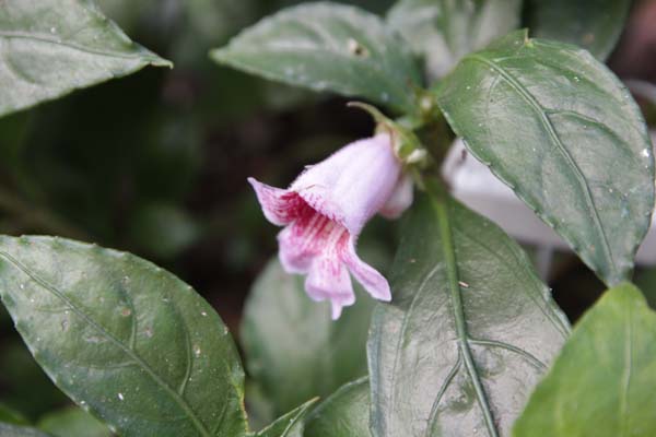 Hemiboea