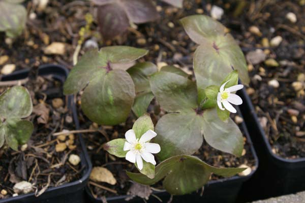 HEPATICA acutiloba