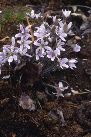 HEPATICA americana