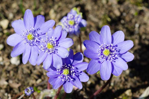 HEPATICA x media 'Harvington Beauty'