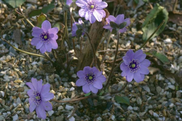 HEPATICA nobilis