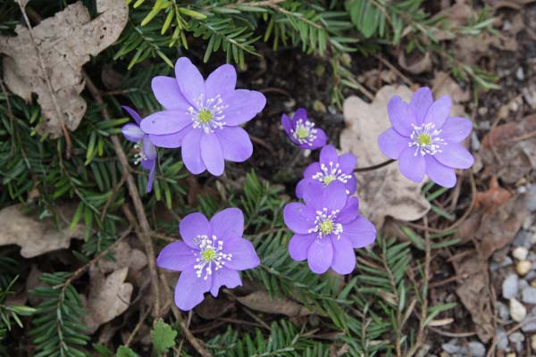 HEPATICA nobilis pyrenaica (lichtbl)