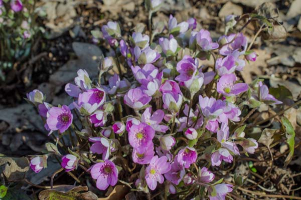 HEPATICA nobilis pyrenaica 'Appleblossom'