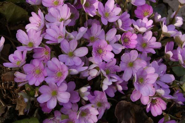 HEPATICA nobilis pyrenaica 'Rosea'