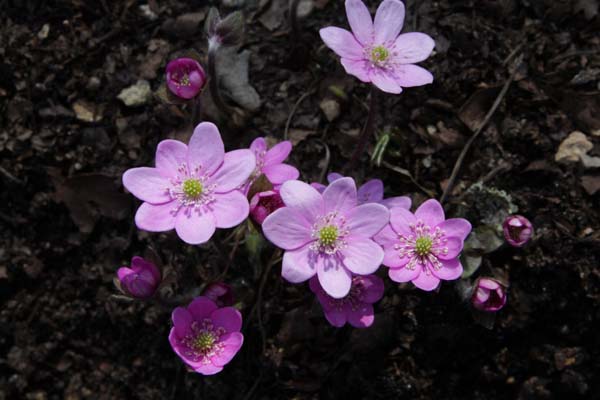 HEPATICA nobilis zachtroze (ex Bosn.)