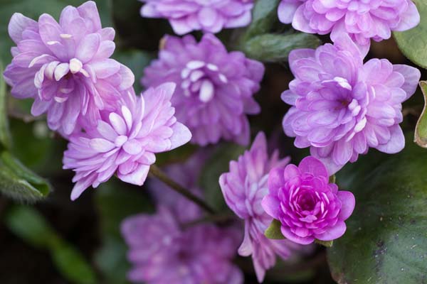 HEPATICA nobilis 'Rubra Plena'