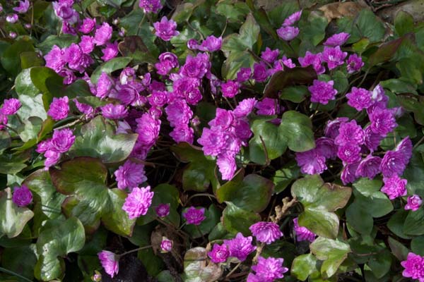 Hepatica nobilis 'Rubra Plena'
