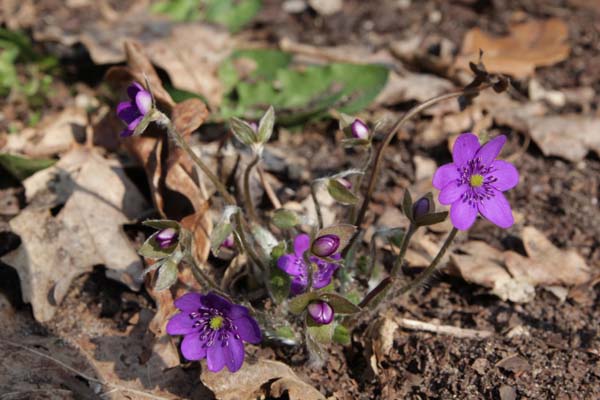HEPATICA nobilis 'Violetta'