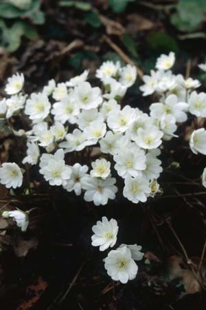 Hepatica transsilvanica 'Eisvogel'