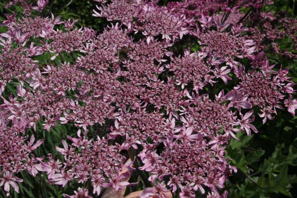 Heracleum spondylium 'Pink Cloud'