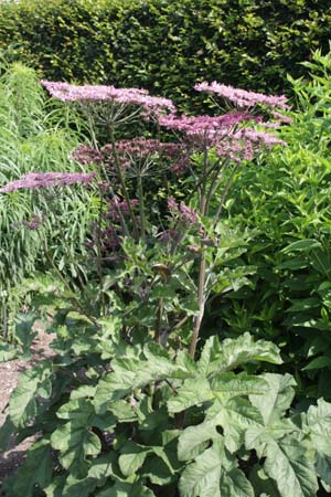 Heracleum spondylium 'Pink Cloud'