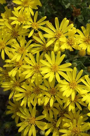 Heterotheca jonesii