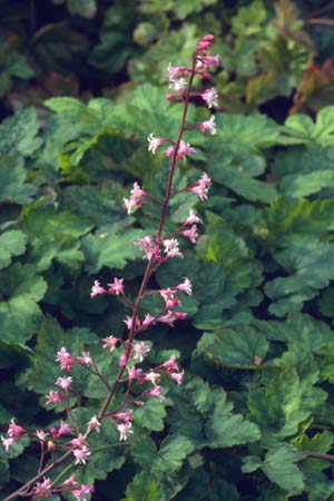 Heucherella alba 'Bridget Bloom'