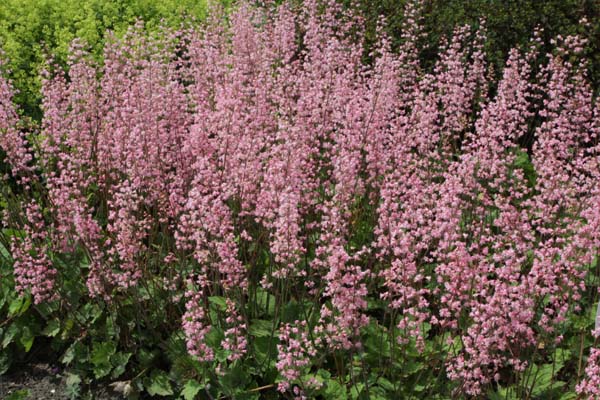 Heucherella alba 'Bridget Bloom'