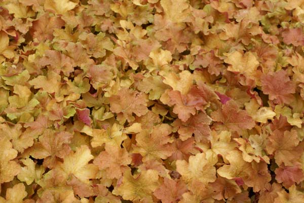 Heuchera 'Caramel'
