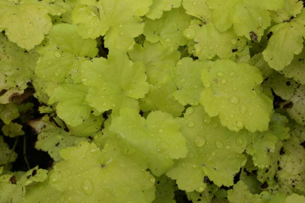 Heuchera 'Citronelle'