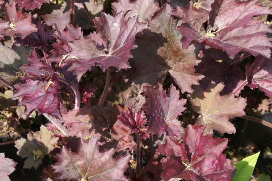 Heuchera 'Frosted Violet'