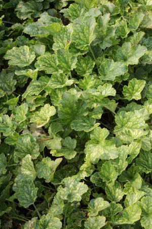 Heuchera 'Hyperion'