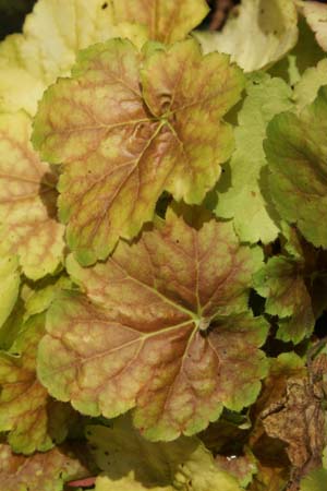 Heuchera 'Miracle'