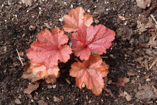 Heuchera 'Paprika'