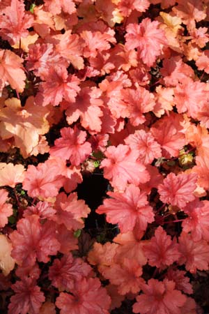 Heuchera 'Paprika'