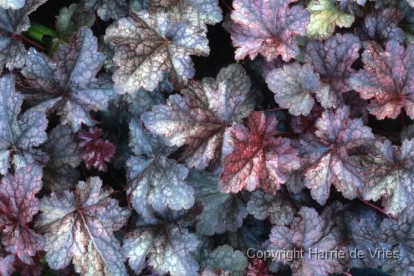 Heuchera 'Plum Pudding'
