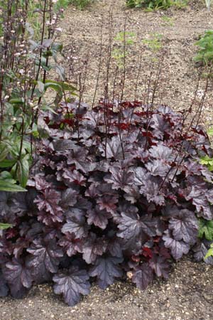 Heuchera 'Plum Pudding'