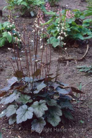 Heucherella 'Quicksilver'