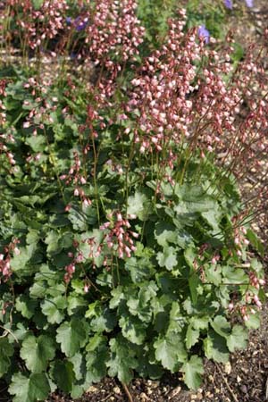 Heuchera rubescens