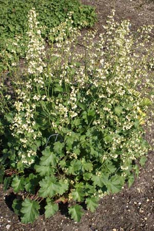 Heuchera sanguinea 'Alba'