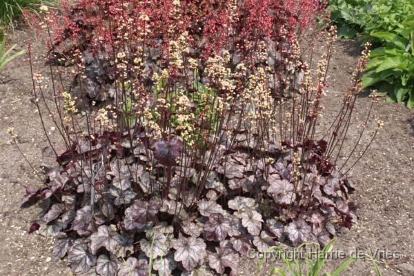 Heuchera 'Silver Scrolls'