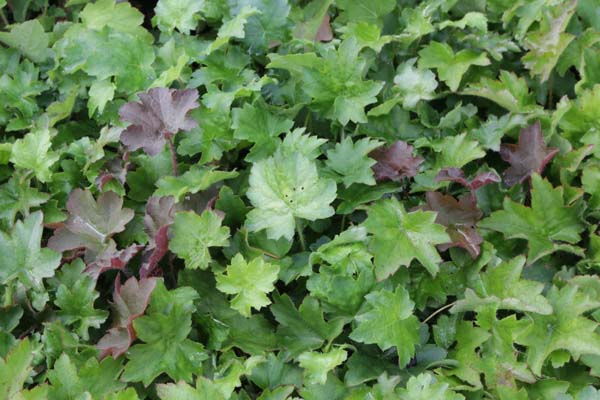 Heuchera villosa arkansana