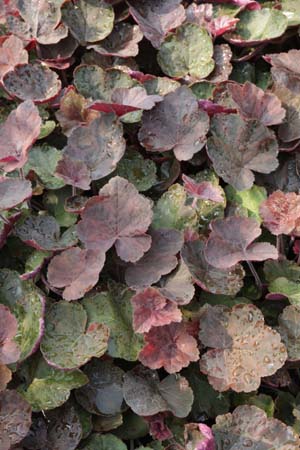 Heuchera villosa 'XXL'