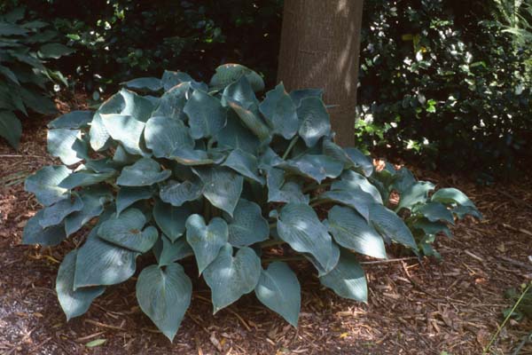 HOSTA 'Blue Wedgewood'