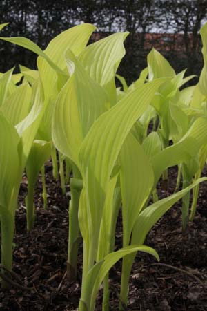 Hosta 'Chiquita'