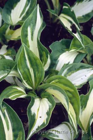 HOSTA 'Clifford's Stingray'