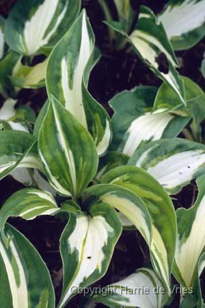 Hosta 'Clifford's Stingray'