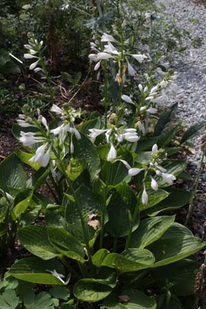 HOSTA 'Cup of Grace'