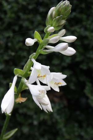 Hosta 'Cup of Grace'