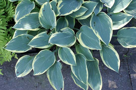 HOSTA 'Dress Blues'