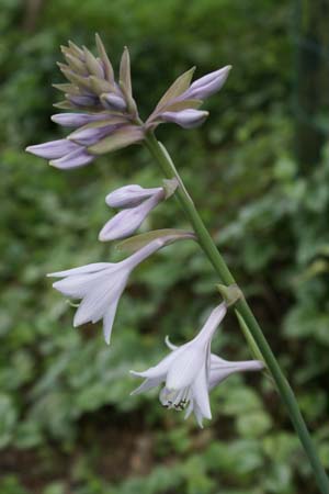 Hosta 'Empress Wu'