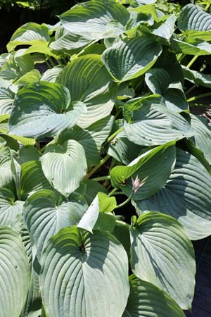 Hosta 'Empress Wu'