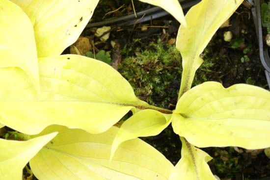 HOSTA 'Fire Island'