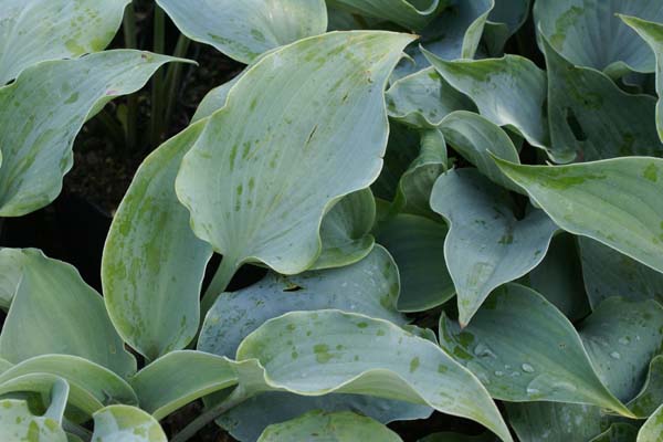 HOSTA 'Flemish Sky'