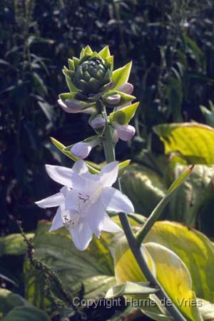 Hosta 'Fragrant Bouquet'