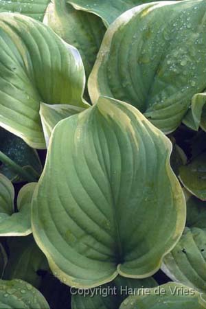 HOSTA 'Fragrant Bouquet'