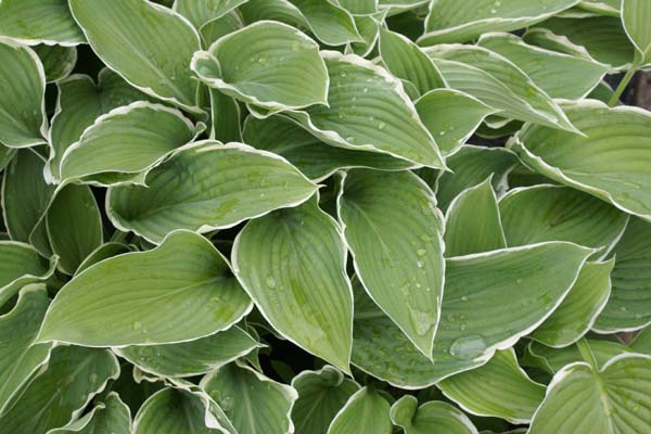 HOSTA 'Frosted Jade'